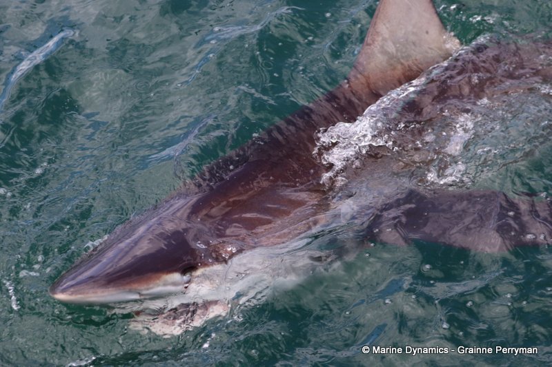 Bronze whaler shark, Shark Cage Diving, South Africa